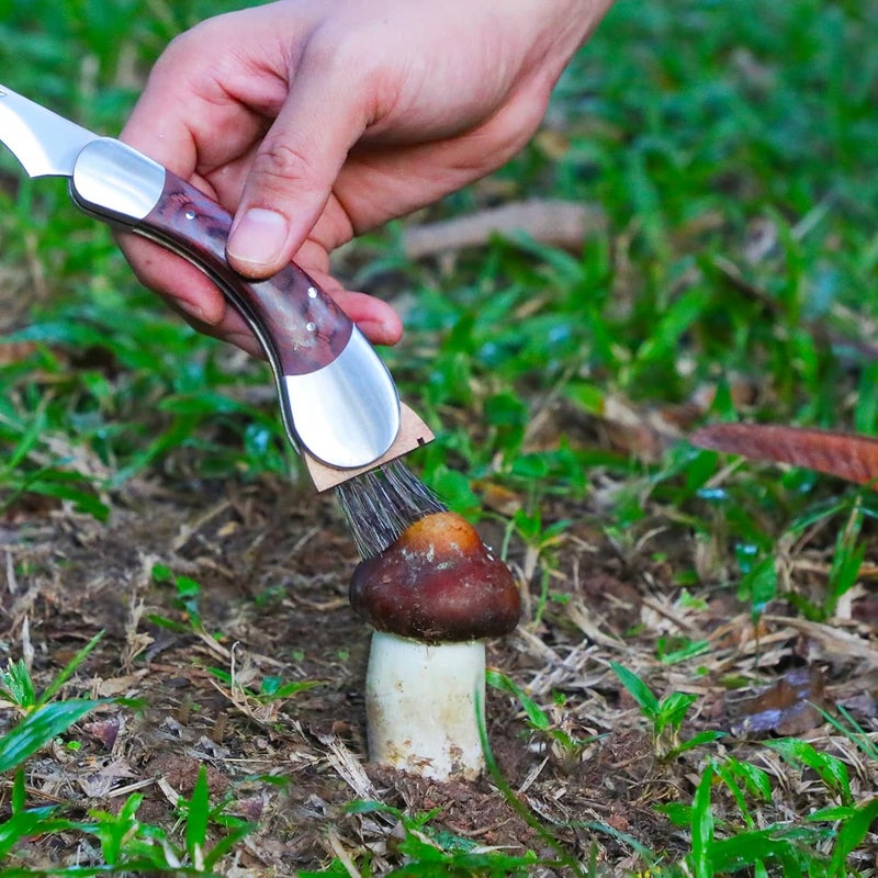 Coowolf Mushroom Knife with Brush and Sheath, Curved Stainless Steel Blade, Hardwood Handle, 7.1 Inch Folding Design, for Morels, Porcini, Chanterelles, Foraging Mushroom Gifts - Image 4